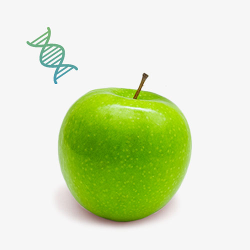 Apple Stem Cell Drink Powder OEM Manufacturing