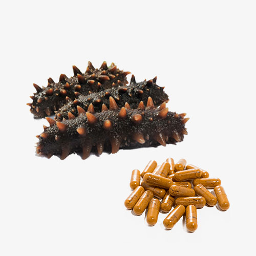 Sea Cucumber Gamat Contract Manufacturing Malaysia