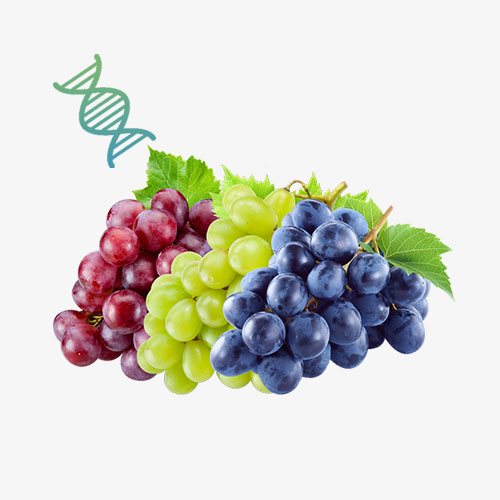 Grape Stem Cell Anti-Aging Supplement Manufacturing